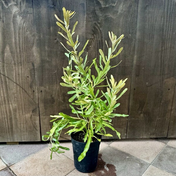 楽天市場】ヒースバンクシア・エリシフォリア 5号ポット苗 : 苗木部