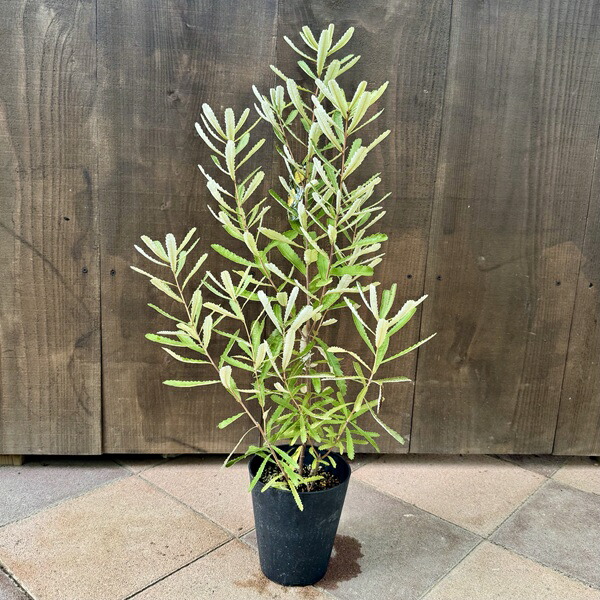 楽天市場】観葉植物 鉢花 苗：バンクシア スピヌロサ* ヘアピン