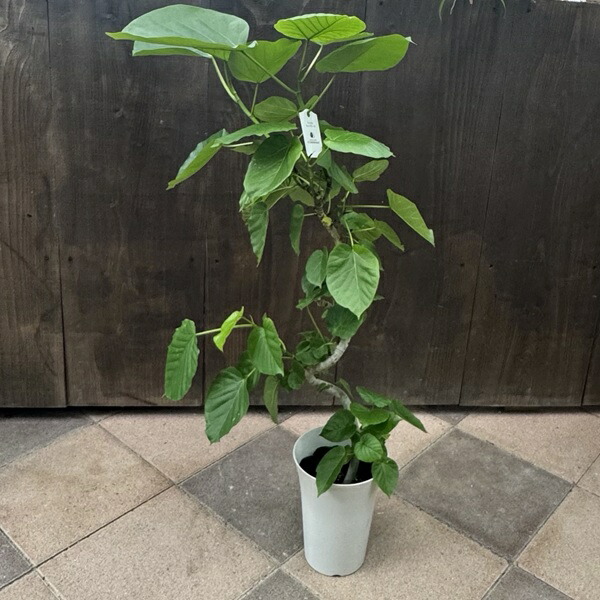 フィカス・ウンベラータ 曲がり 8寸 ゴムの木 観葉植物 観葉植物 フィカス ウンベラータ曲がり（8号鉢）｜HanaPrime