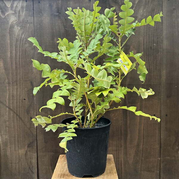 観葉植物 鉢花 苗：バンクシア　グランディス*7号　Banksia Grandis