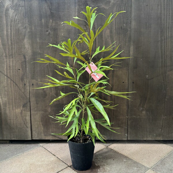 楽天市場】【苗木】 グレビレア（ゴールド） 3.5号 ポット苗 1鉢