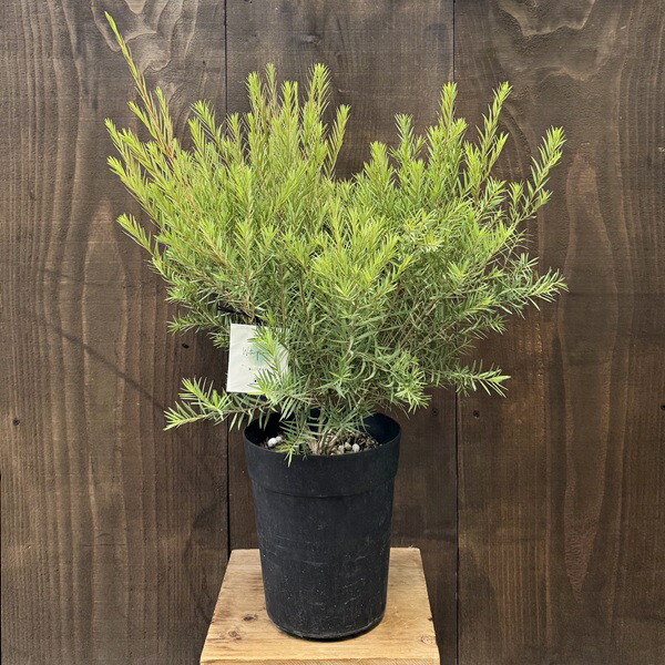 楽天市場】おしゃれ 観葉植物 花苗：プロテア スザーラ*7号 スサラ