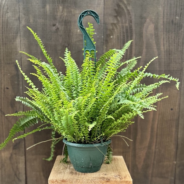 楽天市場】PLANCHU 観葉植物 ネフロレピス マリサ 5号吊り鉢 育て方