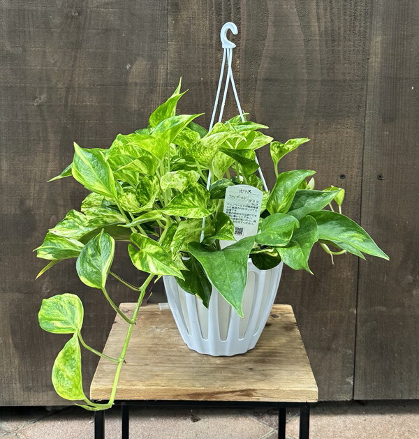 楽天市場】おしゃれ 観葉植物：ポトス テルノバンピー*5号 吊り鉢