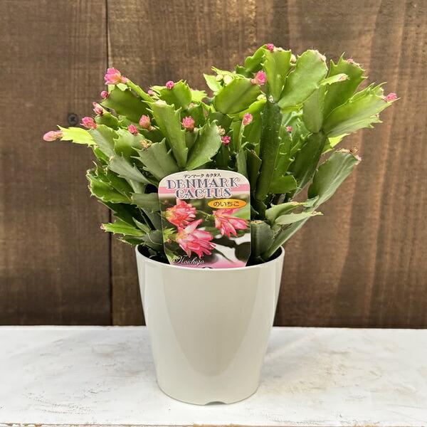 楽天市場】デンマークカクタス 5号【送料無料】シャコバサボテン/秋