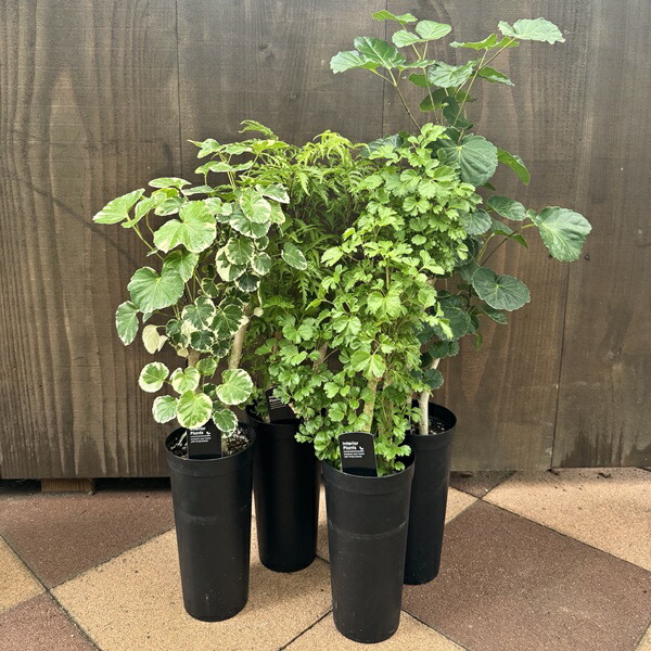 楽天市場】PLANCHU 観葉植物 ポリシャス バタフライ 3.5号鉢