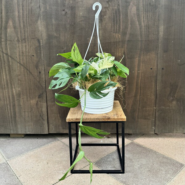 楽天市場】NEW!【現品・現物】エピフィルム・グアテマレンシス 7号吊鉢