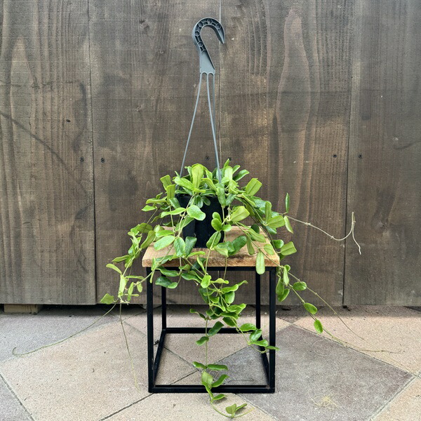 ピロシア ロンギフォリア［レア・稀少・流木付け］【珍奇植物・インテリアグリーン】 ピロシア ロンギフォリア［レア・稀少・流木付け］【珍奇植物