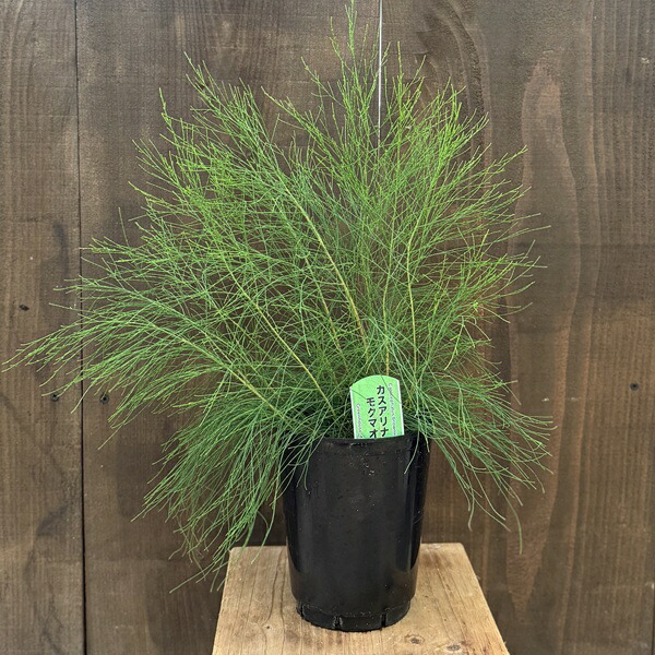 楽天市場】カスアリナ タマモクマオウ 6号ポット苗 : 苗木部 by 花