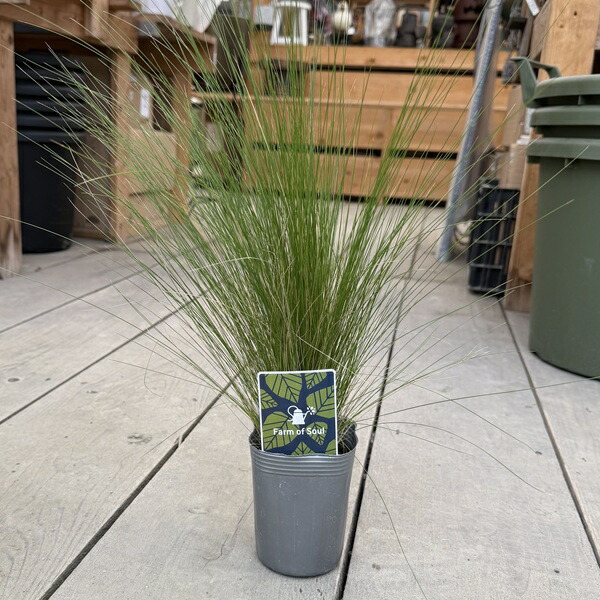 楽天市場】観葉植物 苗 グラス：シペラス グラバーアビー*サイプレス 3