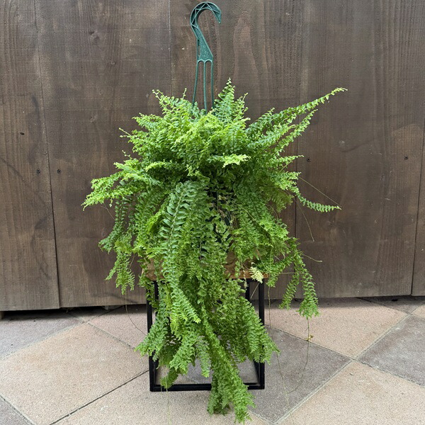 楽天市場】鉢花 観葉植物：ヒメエニシダ スタンド*2F 7号 姫