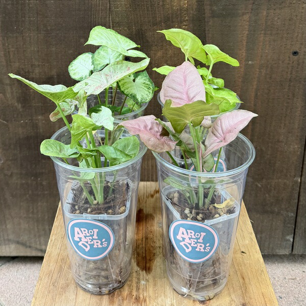 白斑入り　シンゴニウム　抜き苗　観葉植物　シンゴニューム　限定品！ 楽天市場】おしゃれ 観葉植物 葉色選べる：シンゴニューム