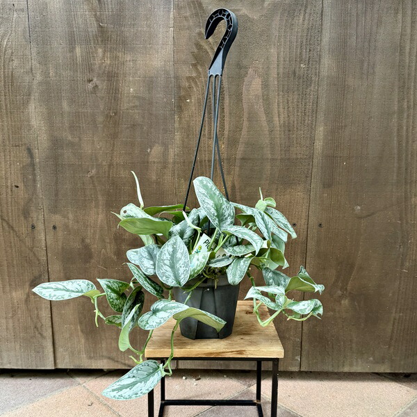 特大　流木付　スキンダプサス　6号鉢 特大 流木付 スキンダプサス 6号鉢