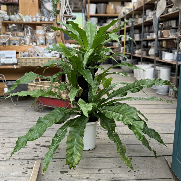 楽天市場】おしゃれ 観葉植物：オオタニワタリ ヘゴ板付 鉢カバー*麻布