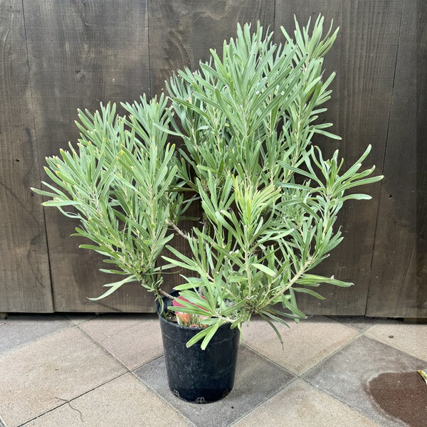 楽天市場】おしゃれ 観葉植物 花苗：プロテア エキシミア*6号 Protea