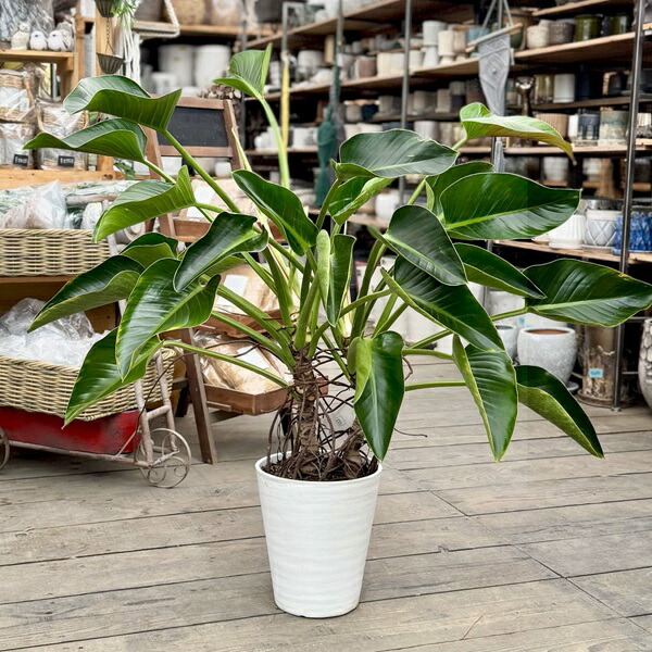 楽天市場】PLANCHU 観葉植物 フィロデンドロン ロジョコンゴ 6号鉢
