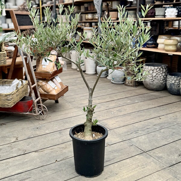 楽天市場】おしゃれ 観葉植物：オリーブの木 ピクアル 7号*現品2