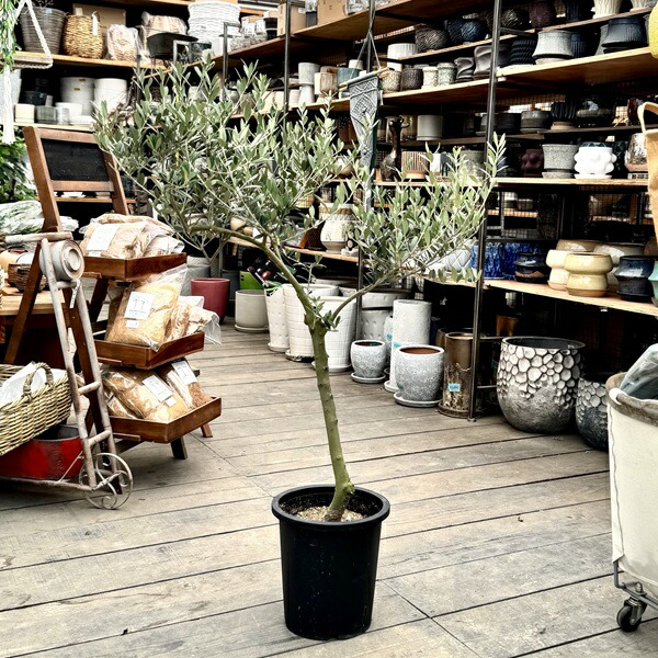 楽天市場】観葉植物 おりーぶ SOUJU（創樹）ブランド：オリーブの木*3