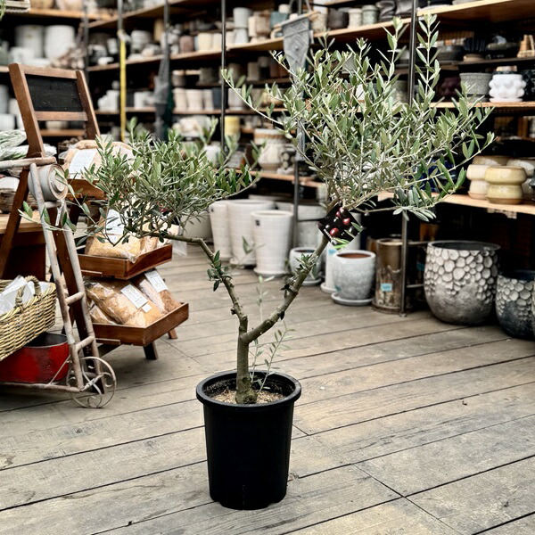 オリーブ　ピクアル　オリーブの木　創樹　幹太souju 7号 楽天市場】おしゃれ 観葉植物：オリーブの木 ピクアル 7号*現品2