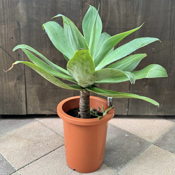 アガベアテナータ　カラズストライプ アガベ・アテナータ・カラズ ストライプズ - 植物と暮らす m-plant