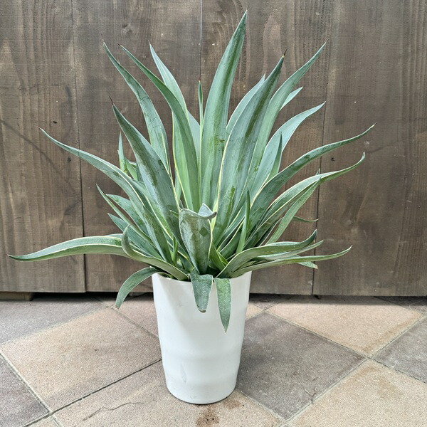 アガベアテナータ 8号鉢植え インテリアグリーン 数量限定！
