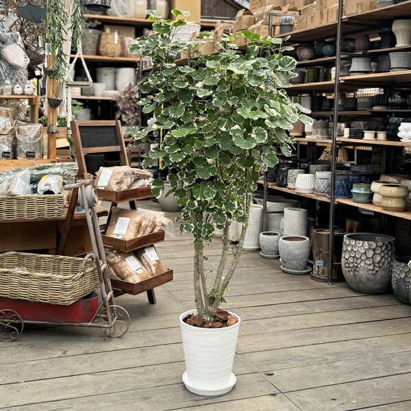 楽天市場】観葉植物 選べる：ポリシャス*プラポット : 遊恵盆栽 楽天市場店