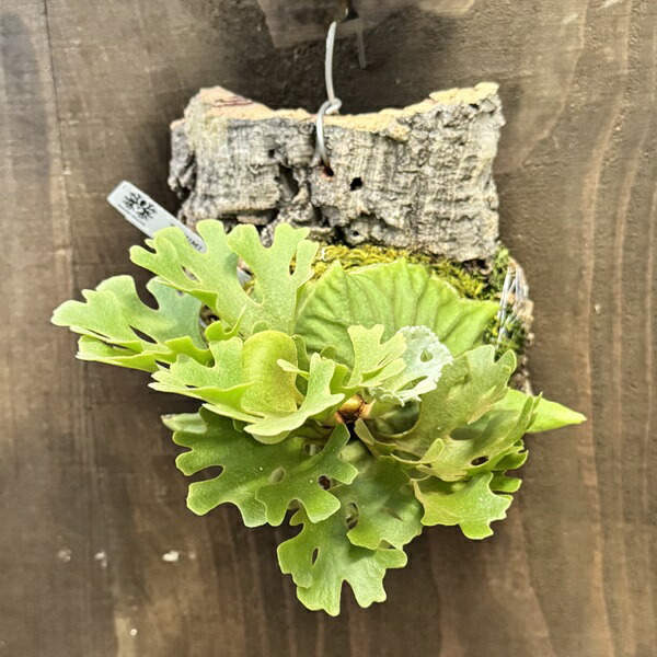 m*3様 ウィリンキー　ヤミー　oc ビカクシダ P.willinckii omega from @bikakumafia 我慢できず買っちゃい