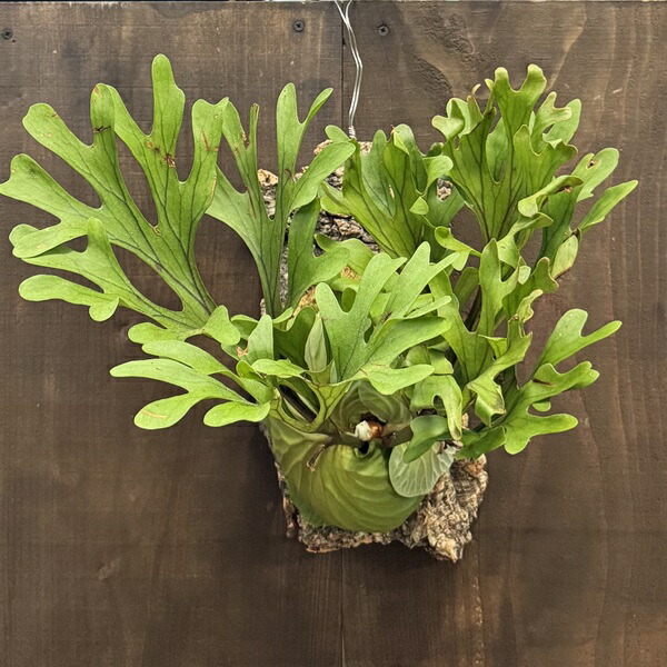 楽天市場】(希少・現品) ビカクシダ リドレイ 太葉タイプ ウッディ着生