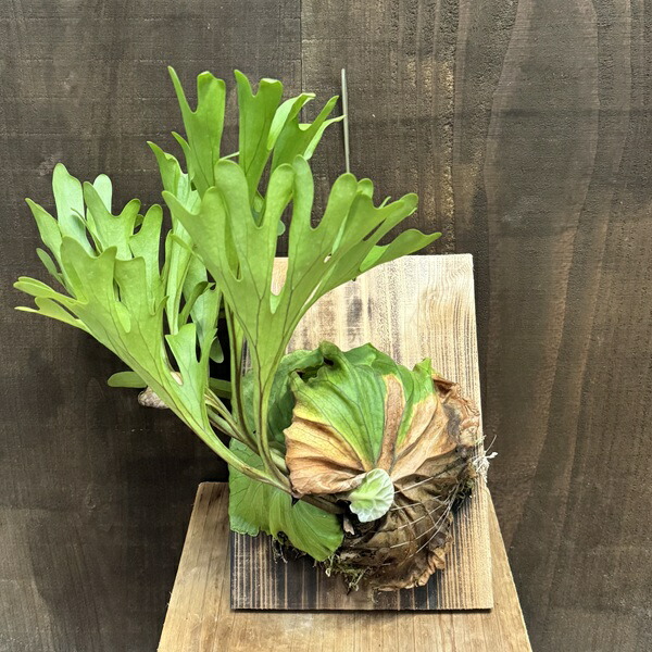 ritv☆ビカクシダ☆特別出品株 DT-Z1 Victor 交換針 | JICO 日本精機宝石工業株式会社