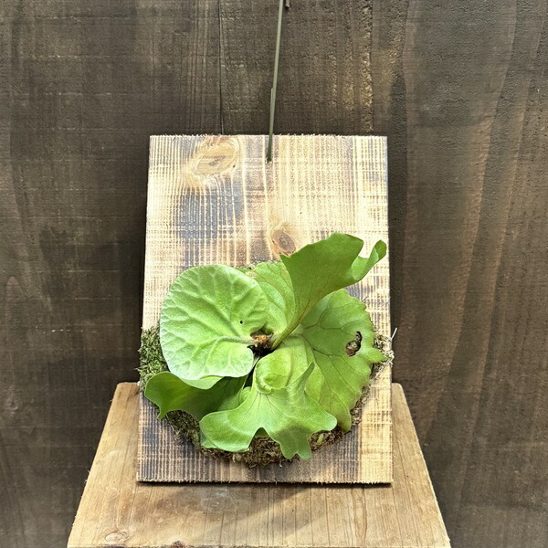 ritv☆ビカクシダ☆特別出品株 楽天市場】(希少・現品) ビカクシダ リドレイ 太葉タイプ