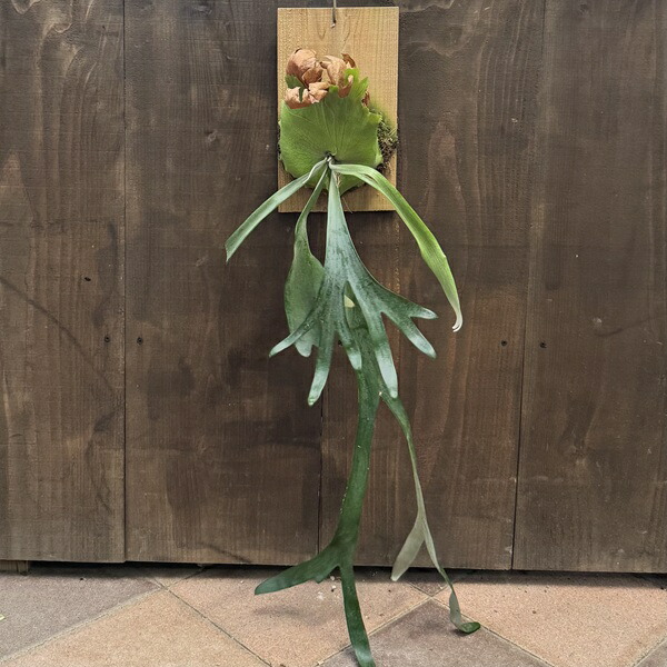 楽天市場】おしゃれ 観葉植物：ビカクシダ コウモリラン