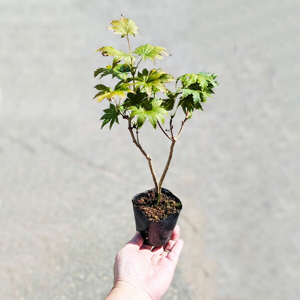 八房モミジ 盆栽 ☆盆栽：超人気のモミジ八房／鹿島／小品盆栽／佐賀県鹿島市産