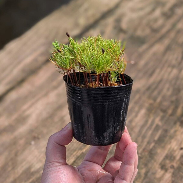 楽天市場】苗：糸魚川真柏（曲）*いといがわしんぱく シンパク : 遊恵