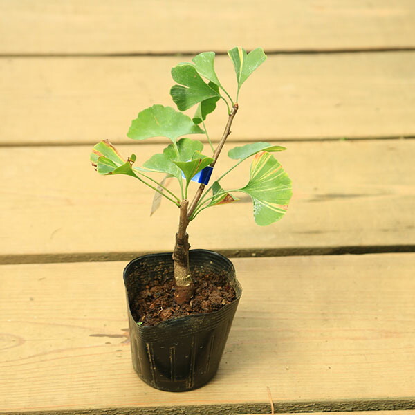 イチョウ 銀杏の苗木 特大株 楽天市場】銀杏 苗木 斑入り葉イチョウ（銀杏） : 日本花卉ガーデン