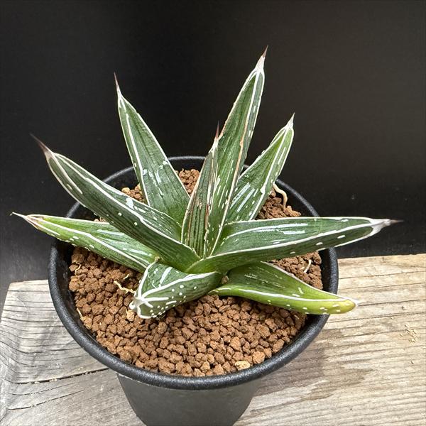 多肉植物:アガベ ピンティラ*S 幅11cm|遊恵盆栽 店
