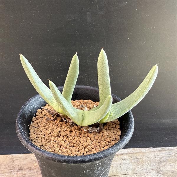 楽天市場】多肉植物：プセウドリトス・ミギウルティヌス 双頭タイプ