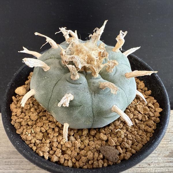 楽天市場】サボテン：ロフォフォラ ディフューサ 翠冠玉*M 幅