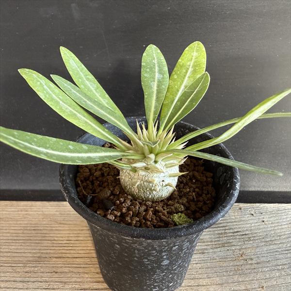 楽天市場】コーデックス：パキポディウム サキュレンタム*M 塊根幅2.5