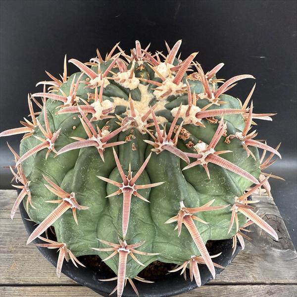 キフォステンマ　セイチアナ ed6f0a78d656c193c65fda1ce6ac0c