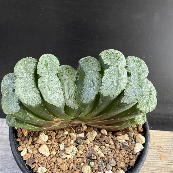 楽天市場】多肉植物：ハオルチア 玉扇 酒井スーパーモンスト*幅7cm