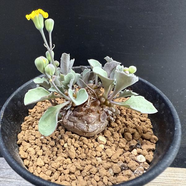 コレクション 現地株 オトンナ アルミアナ 管理5年目① コレクション 現地株 オトンナ アルミアナ 管理5年目①