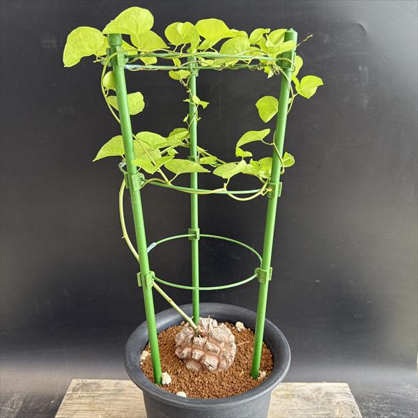 楽天市場】「現品｣ 亀甲竜キッコウリュウ（冬型種） 4.5号鉢 123