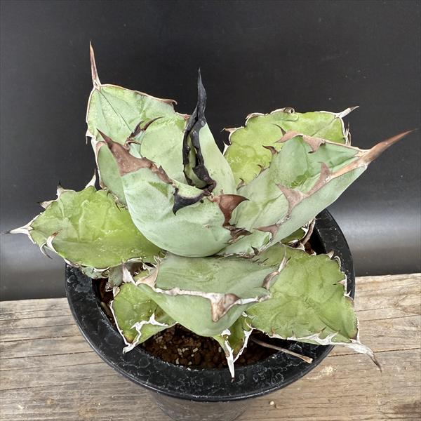 【１株のみ】　アガベ　ピンティラ　購入時名称　斑入り　レア アガベ ピンティラ 3号ロングポット | | アガベ