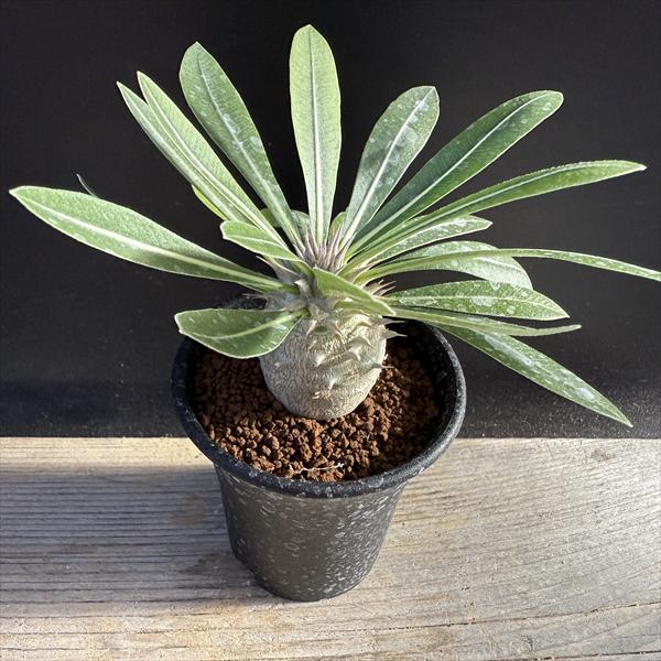 パキポディウム　恵比寿笑い　グラキリス コーデックス：パキポディウム グラキリス×恵比寿笑い 実生*S