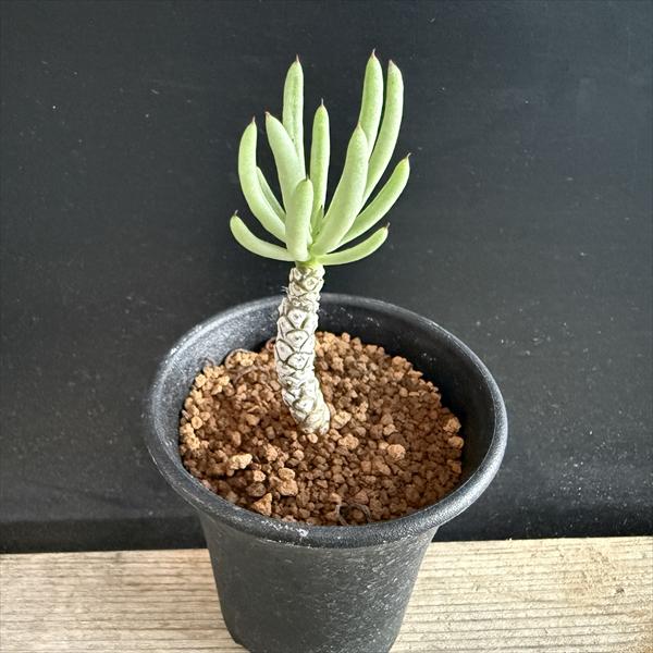 楽天市場】コーデックス：チレコドン ノルティ*葉幅7cm 現品！一品