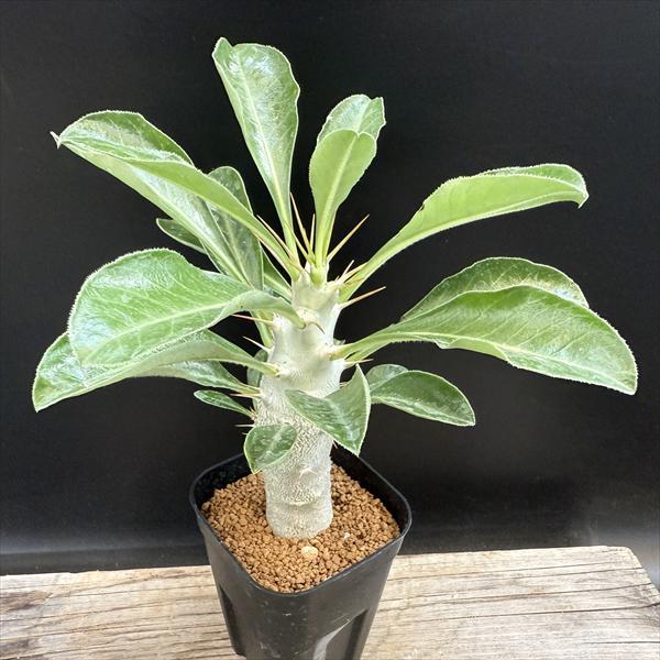 楽天市場】コーデックス：パキポディウム 恵比寿大黒 実生*S 塊根幅