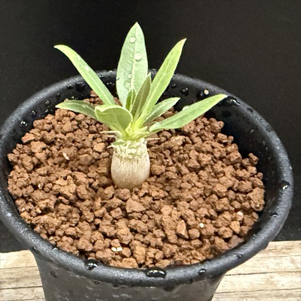 楽天市場】コーデックス：パキポディウム エブレネウム 実生 S*塊根幅