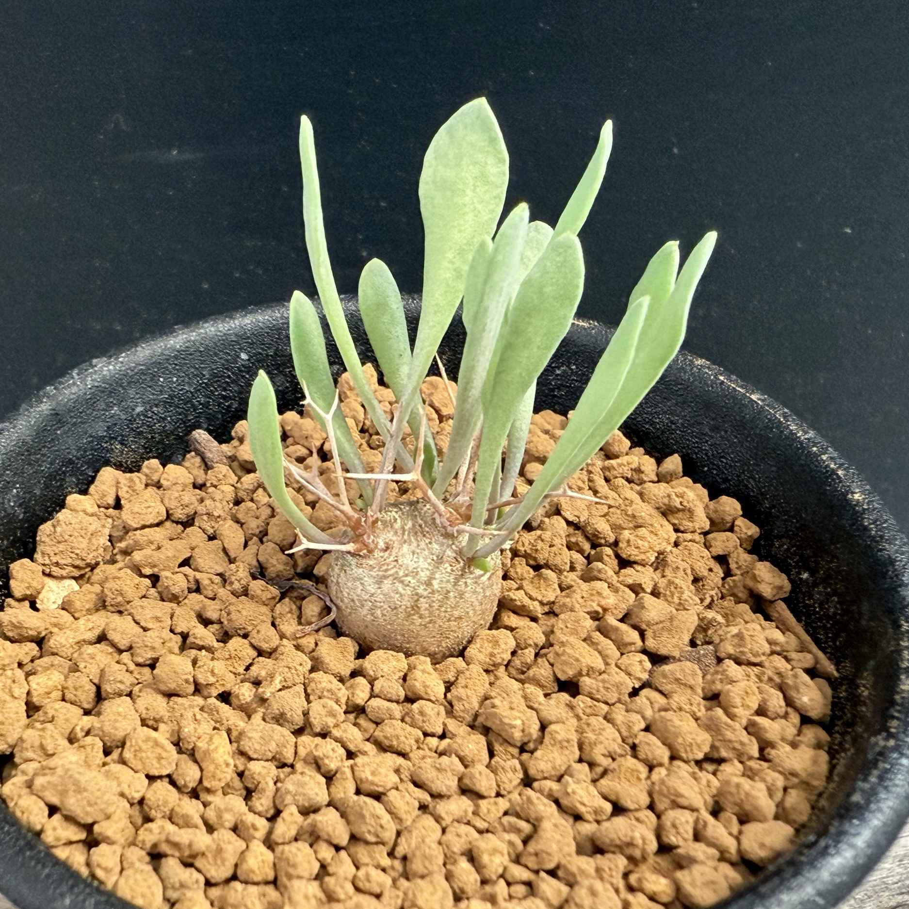 楽天市場】コーデックス：パキポディウム カクチペスhyb.*塊根幅