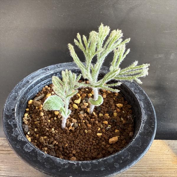 楽天市場】多肉植物 caエリオスペルマム パラドクサム グリーン