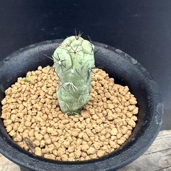 楽天市場】サボテン：ペディオカクタス 飛鳥 ツギ*幅7.5cm 現品！一品